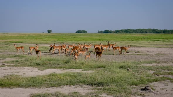 Impala Antelope Herd In Wild African Plain alt