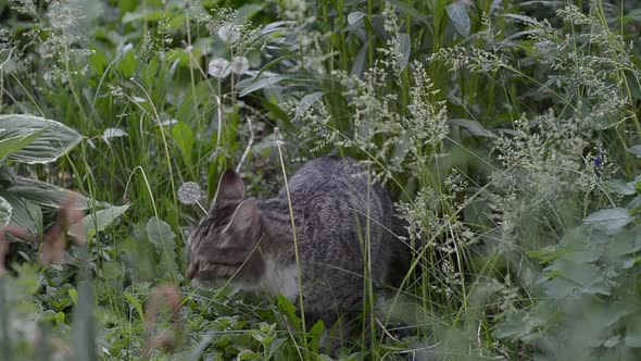 Young Grey Cat, Plays in Green Grass