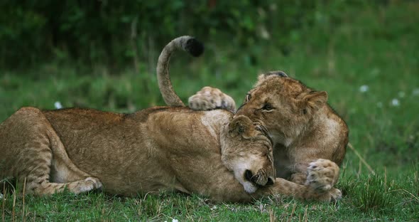 African Lion, panthera leo, cubs playing, Masai Mara Park in Kenya, Real Time 4K alt