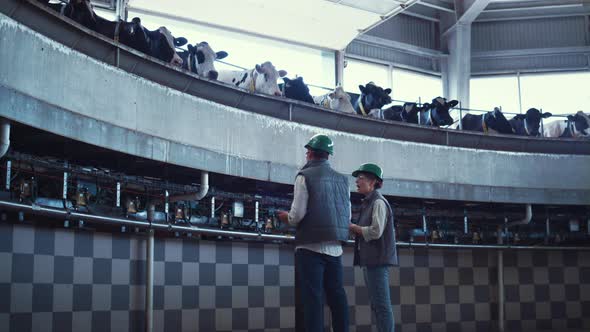 Dairy Farm Specialists Working in Modern Automated Milking Parlour Together alt