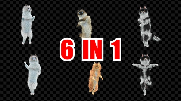 Cat Dancing 6 Pack alt