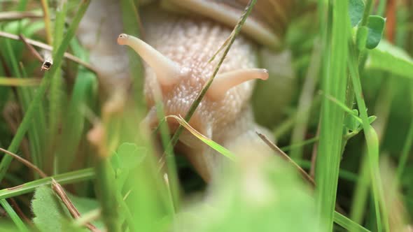 A macro close up shot of a white snail crawling slowly through green blades of grass in search of fo alt