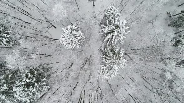Winter Snowy Forest, Aerial View
