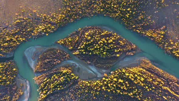 Yellow Larches on Island and Chuya River in Autumn. Aerial View. Altai, Russia alt