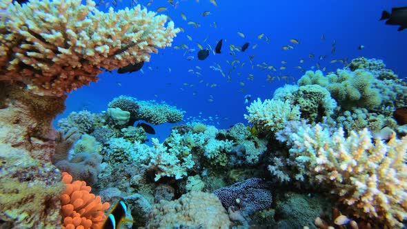 Clownfish Sea Life alt