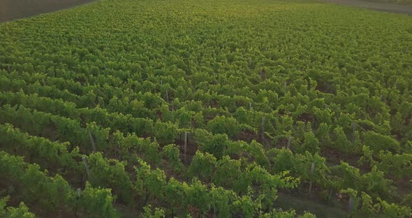 Aerial Flight Over Beautiful Vineyard Landscape