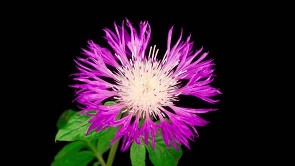 Time Lapse of Blossoms Purple Flower of Persian Cornflower Centaurea Dealbata alt