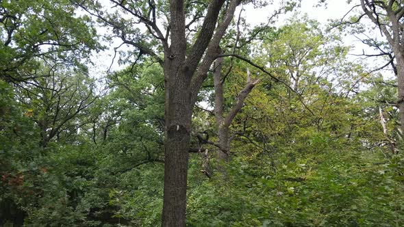 Aerial View of Green Forest in Summer. Ukraine alt