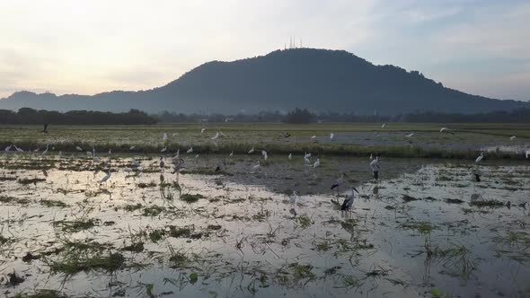 Egret and Asian openbill stork stay together alt