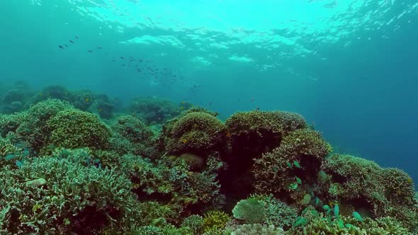 Coral Reef with Fish Underwater alt