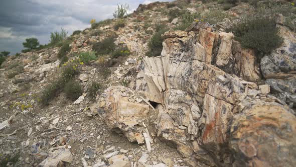 Petrified Wood Fossils alt