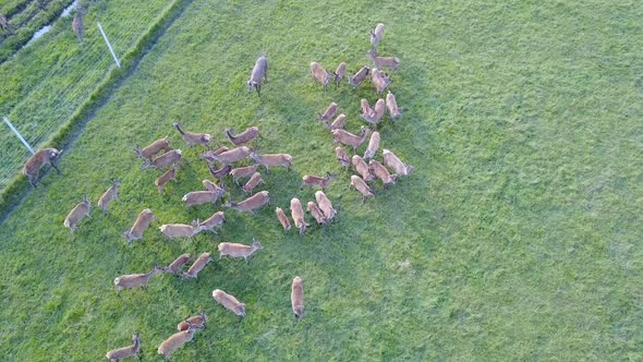 Top View of a Group of Baby Deer Deer alt