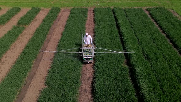 Slow Motion Aerial Shot of Unrecognizable Man in White Protective Suit Throwing Chemicals to Wheat alt