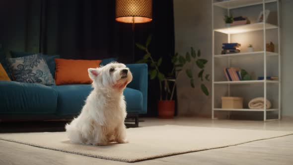 Small Dog Portrait alt