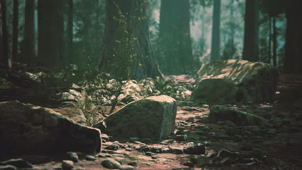 Famous Big Sequoia Trees are Standing in Sequoia National Park alt