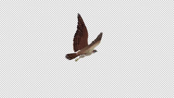 American Kestrel - Flying Loop - Back Angle