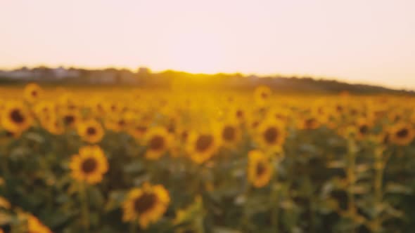 Sunflower Field in the Wind on Sunset