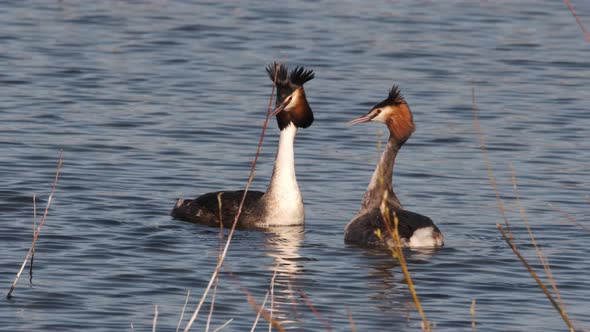 Great Crested Grebes Mating Display On Water Slow Motion