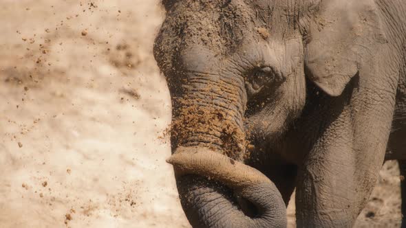 An elephant throwing dirt with a trunk