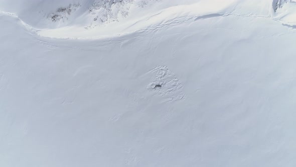 Antarctica Baby Adult Weddell Seal Zoom in Aerial alt