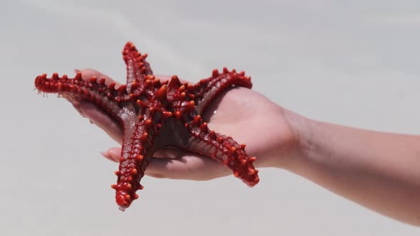 Woman's Hand Holds a Red Starfish Over Transparent Ocean Water on White Beach alt