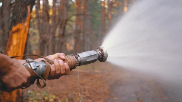 Men's Hands Hold a Fire Hose From Which Water Runs Under Pressure in Pine Forest alt