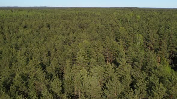 Aerial drone footage of fast flight above green forest tree tops