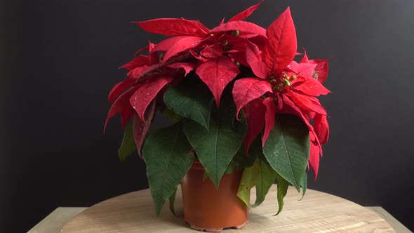 Poinsettia. Christmas flower. Shooting in motion.