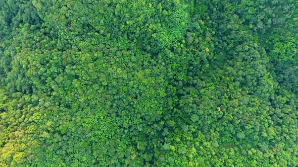 Top view of mountain and forest. alt