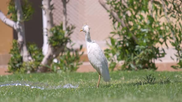 White Cattle Egret Wild Bird Also Known As Bubulcus Ibis Walking on Green Lawn in Summer alt