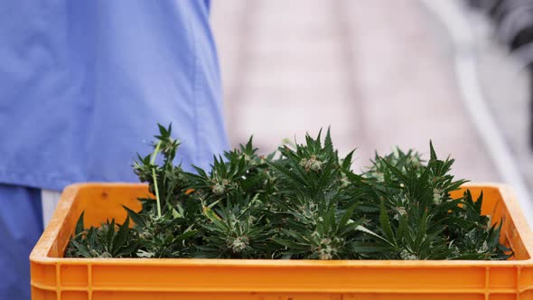 Worker harvesting cannabis in Colorado alt