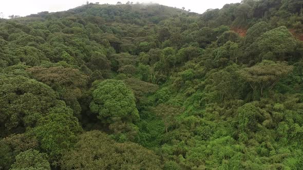 Aerial view of a big forest  alt