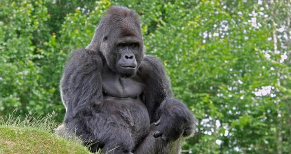 Eastern Lowland Gorilla, gorilla gorilla graueri, Male sitting, real Time 4K