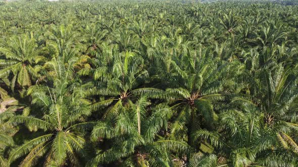 Drone view look down oil palm alt