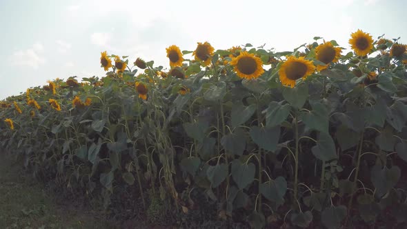 Walking Through A Field Of Sunflowers alt