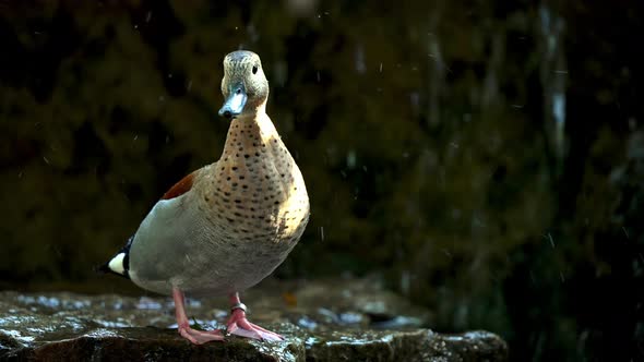 Male Ringed teal cautiously looking around, water falling in background alt