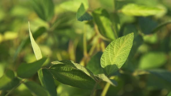 Green Leaves of Soybeans Growing on the Field