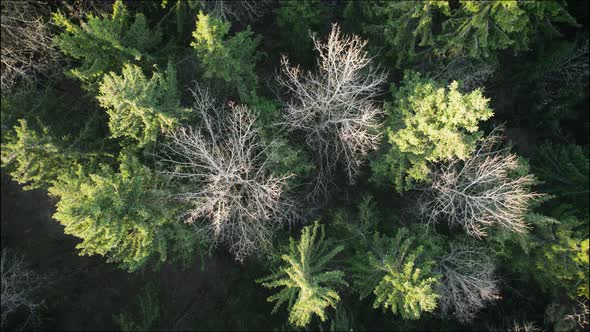AERIAL Tops of the Trunks of the Mysterious Autumn Forest alt