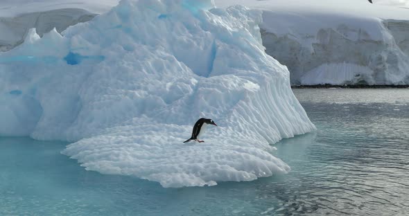 Gentoo penguin (Pygoscelis papua) diving into water, Antarctica