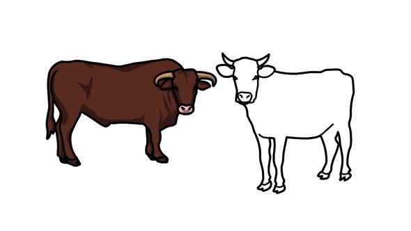 Cows Sketch And 2d Animated alt