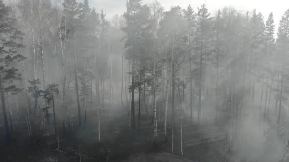 Scorched Earth and Tree Trunks After a Spring Fire in Forest. Black Burnt Field with Fresh Sprouts alt