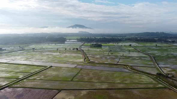 Aerial view morning water paddy field alt