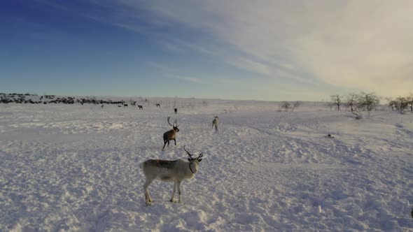 Herd of Reindeer alt