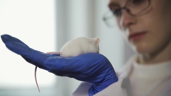A Laboratory Worker with Glasses Holds a Small Alibino Mouse in His Hand