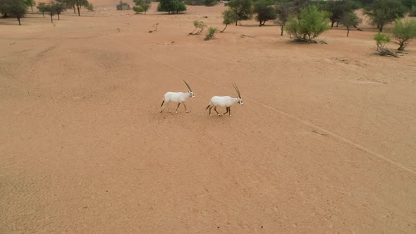 Aerial view of group of goats walking on desert landscape, Abu Dhabi, U.A.E alt