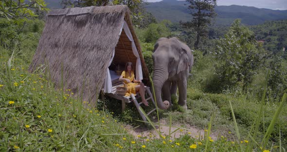 Young Woman Seats at the Jungle Bungalow and Feeds the Elephant alt