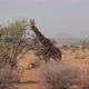 Wild Giraffe Eats Green Leaves From Bush In African Desert - VideoHive Item for Sale