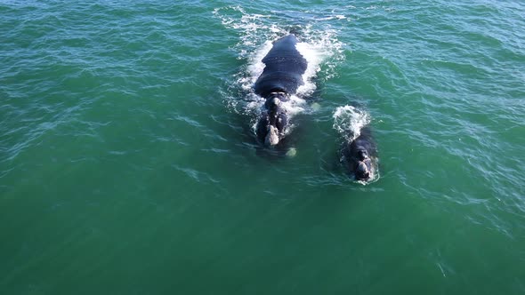 Southern Right Whale with its newborn calf; gently swimming in coastal waters alt