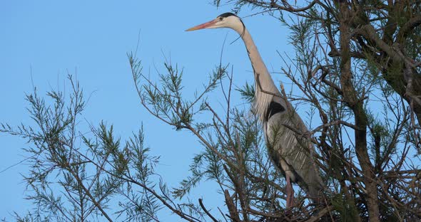 Grey herons, Ardea cinerea, Camargue,  ornithological park of Pont de Gau in France alt