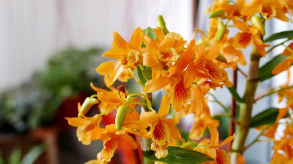 Beautiful Yellow with Orange Dendrobium Orchid in a Garden alt